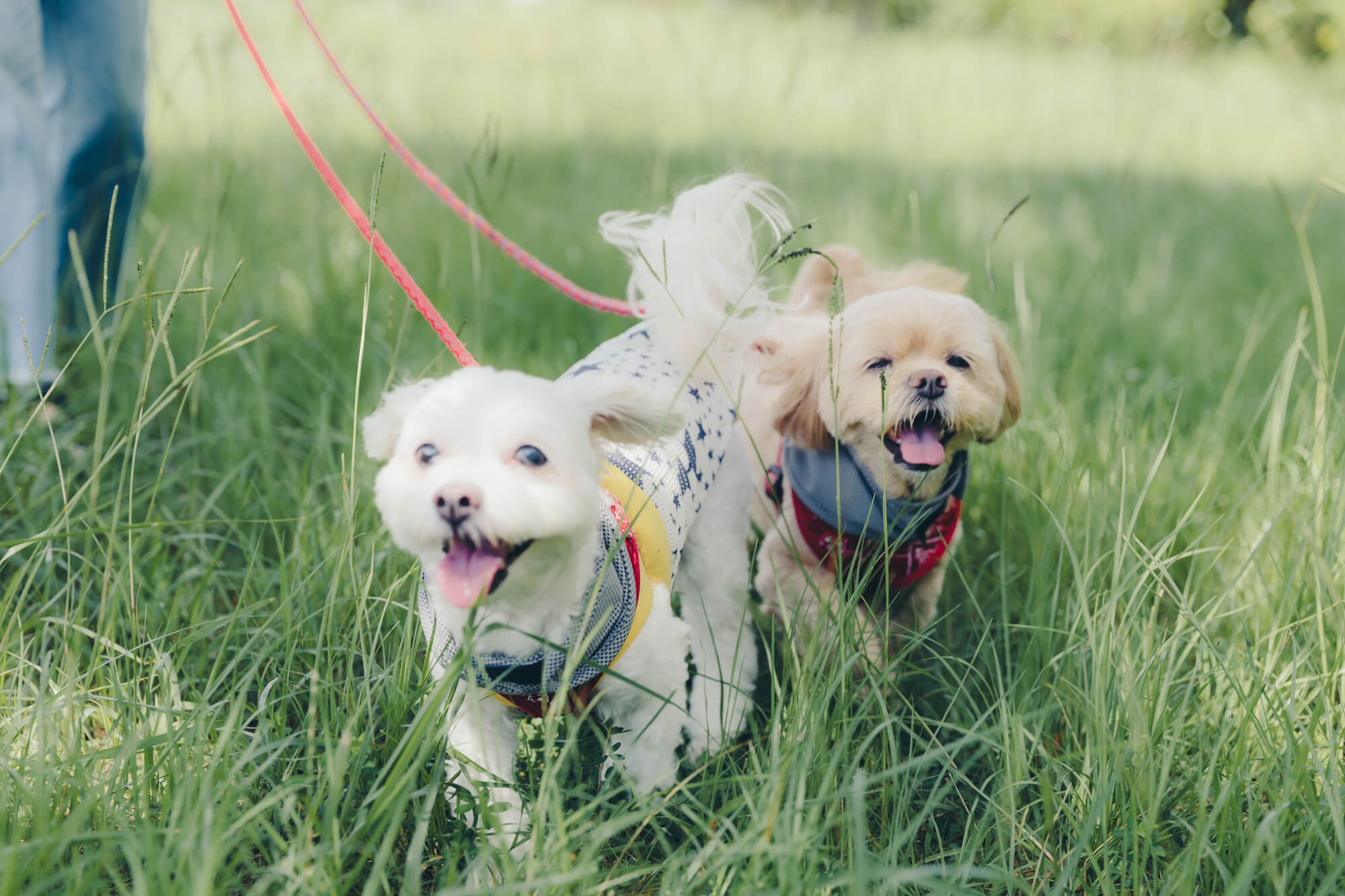 肩掛けリードのメリット・デメリット